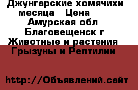 Джунгарские хомячихи 3 месяца › Цена ­ 700 - Амурская обл., Благовещенск г. Животные и растения » Грызуны и Рептилии   